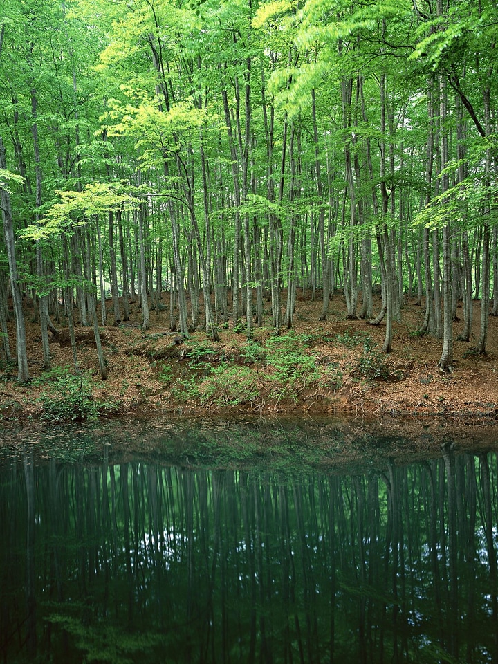 Clear river with rocks leads towards mountains
