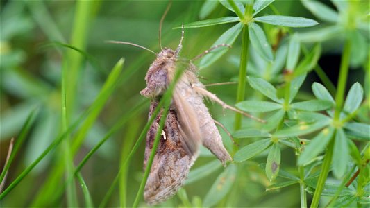 Autographa gamma (Gammaeule)
