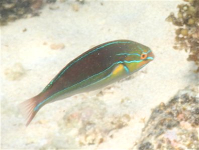 Stethojulis bandanensis 2