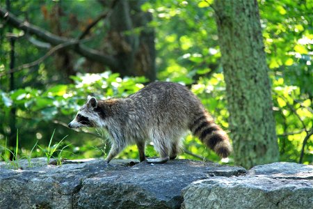 Raccoon on Rock Wall photo