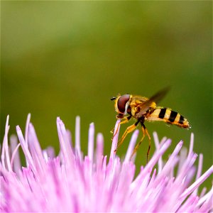 Hover Fly photo