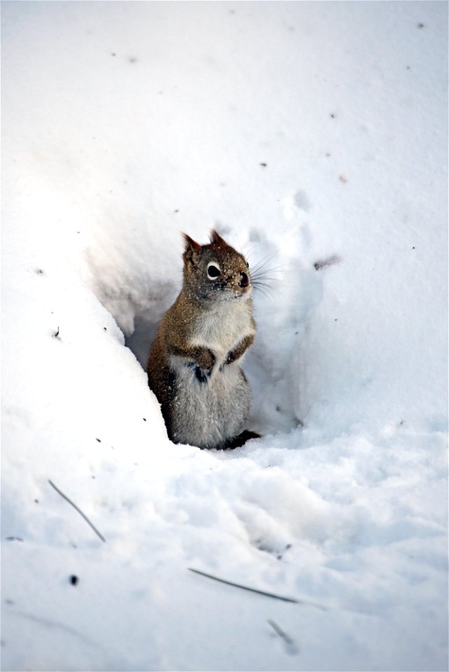 Red squirrel in the snow