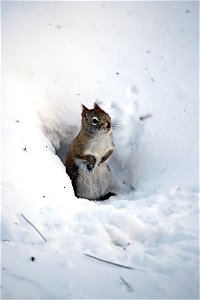 Red squirrel in the snow