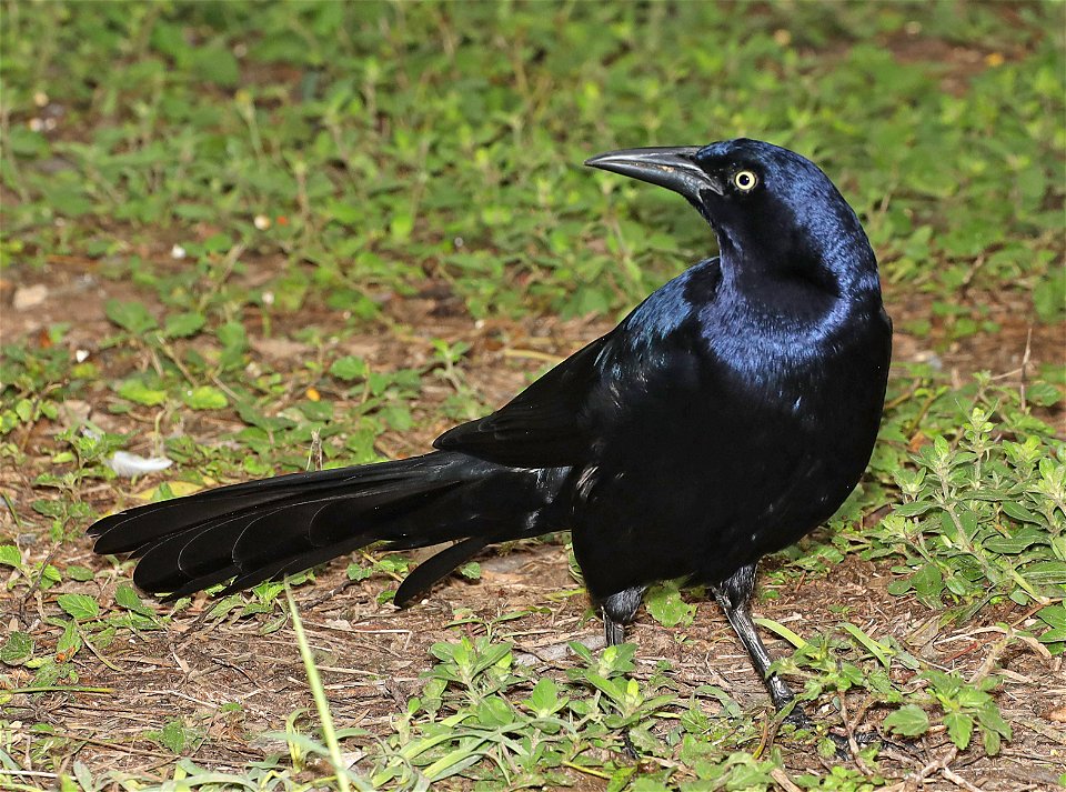 939 - GREAT-TAILED GRACKLE (11-24-2022) americana rv park, palmview, tx -03