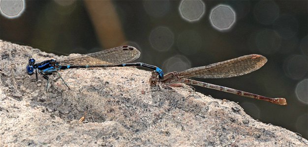 DANCER, BLUE-RINGED (Argia sedula) (12-22-2022) salineno, starr co, tx -02