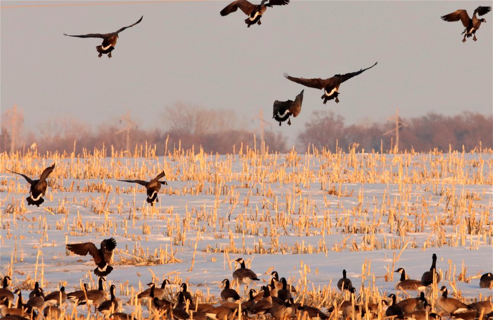 Spring Geese Migration Huron Wetland Management District