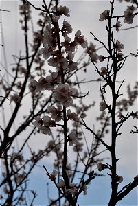Chuncheon Spring 2023