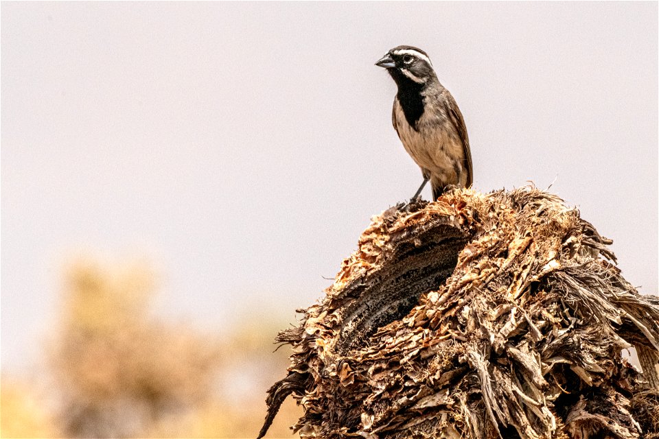 Black throated sparrow