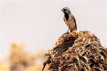 Black throated sparrow