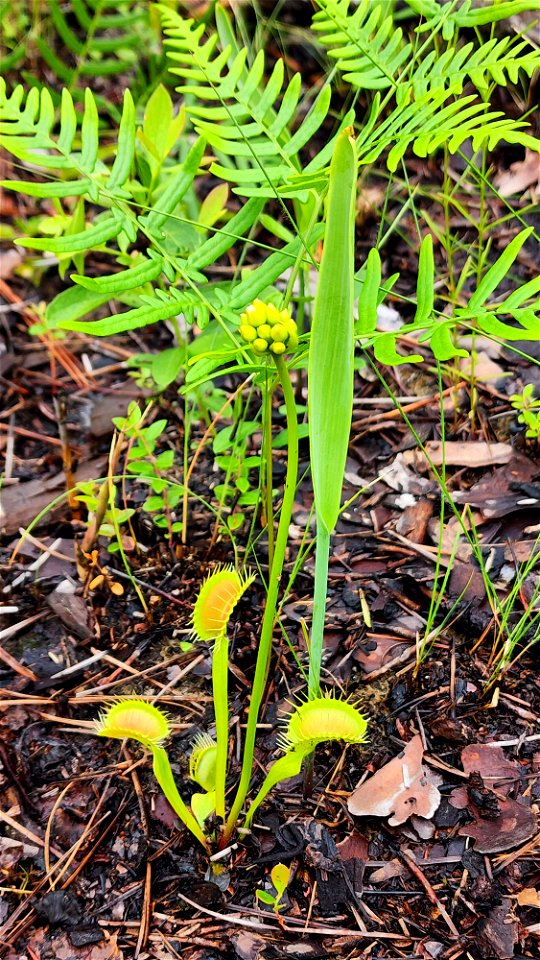 NC 25 - VENUS FlYTRAP (Dionaea muscipula) (05-20-2023) green swamp ecological area, brunswick co, nc (1)