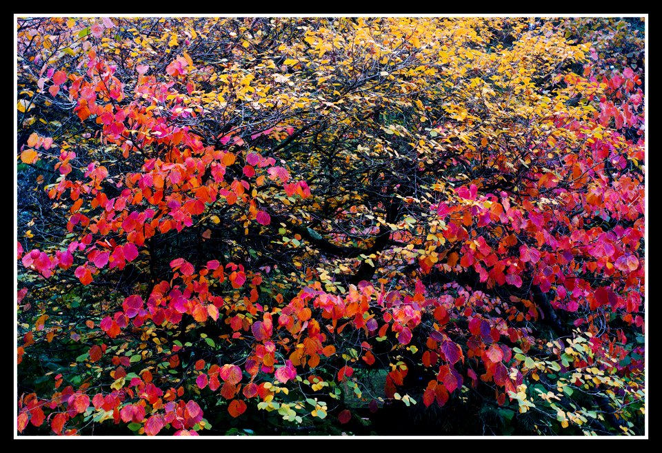 In the garden. photo