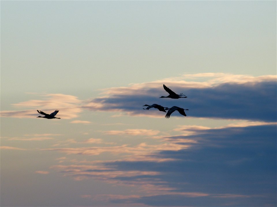 Sandhill cranes in flight