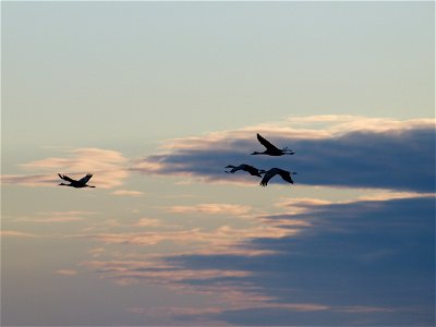 Sandhill cranes in flight photo