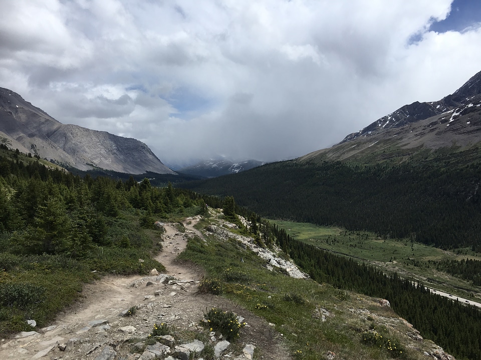 Trail Through the Tundra on Wilcox Pass with columbia icefield