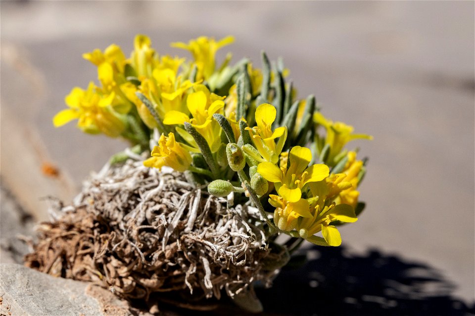 Physaria reediana