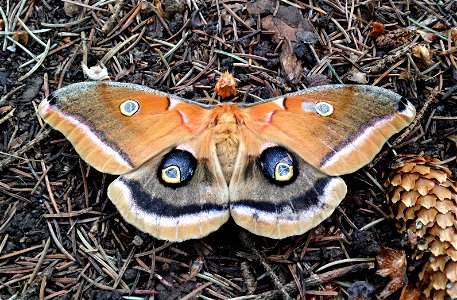 Polyphemus moth emerged on May 28, 2016 after overwintering in a cocoon since last September. photo