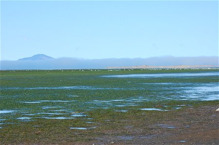 Eelgrass in Izembek Lagoon photo