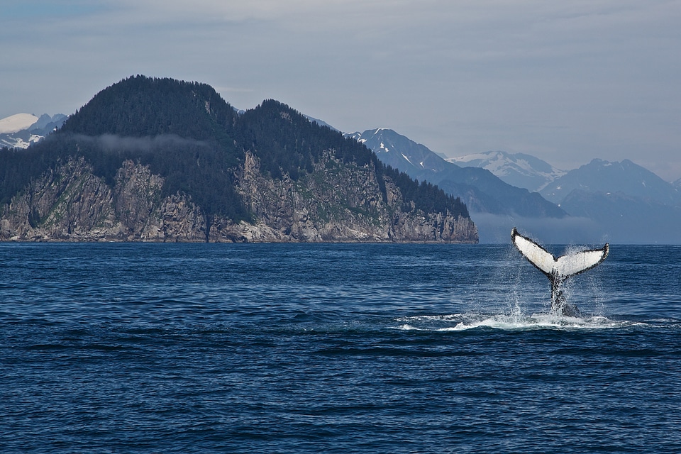 humpback whale in Kenai fjords National Park