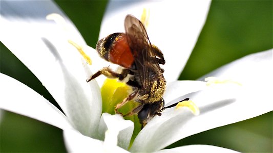 Andrena cf. labiata (Rote Ehrenpreis-Sandbiene)  auf Dolden-Milchstern (Ornithogalum umbellatum)