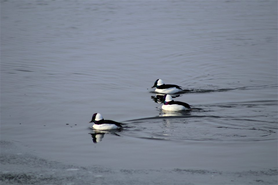 Bufflehead Group Lake Andes National Wildlife Refuge South Dakota photo