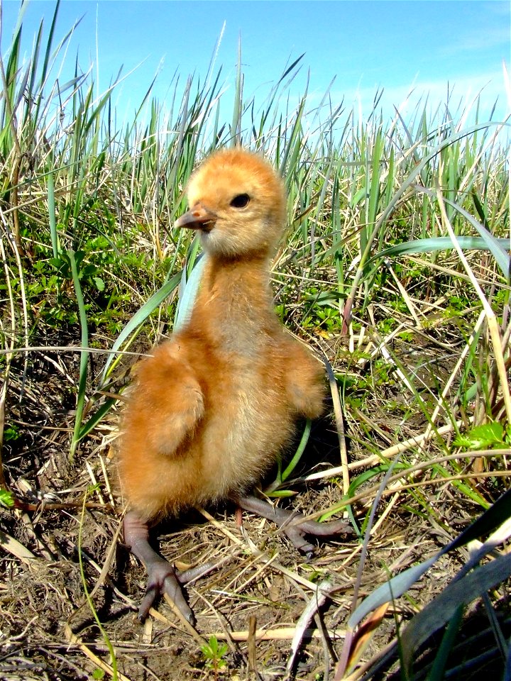 Sandhill crane fledgling