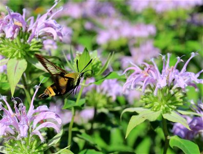 Snowberry clearwing moth photo