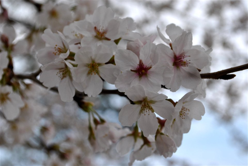 Chuncheon Spring 2023