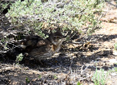 Sage thrasher at Seedskadee National Wildlife Refuge