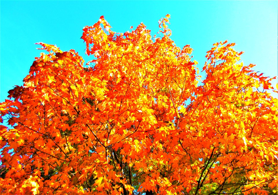fall colours 4