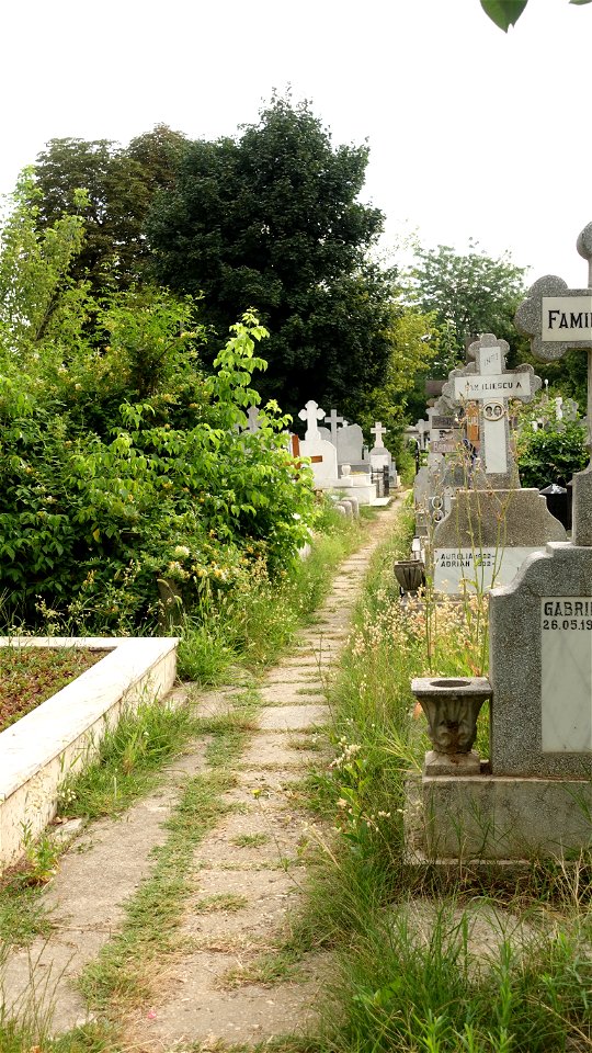 SfVineri_cemetery2021_0724_080817