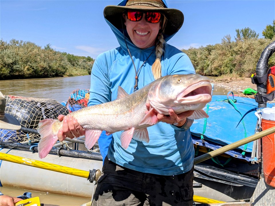 Colorado Pikeminnow