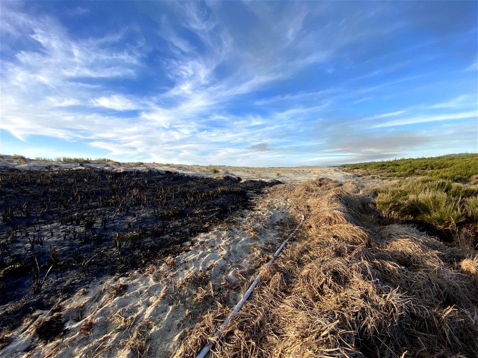 Siuslaw Oregon Dunes Prescribed Burn 2022 photo