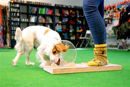 SmartDog, Riihimäki