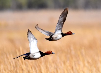 Redhead duck at Seedskadee National Wildlife Refuge