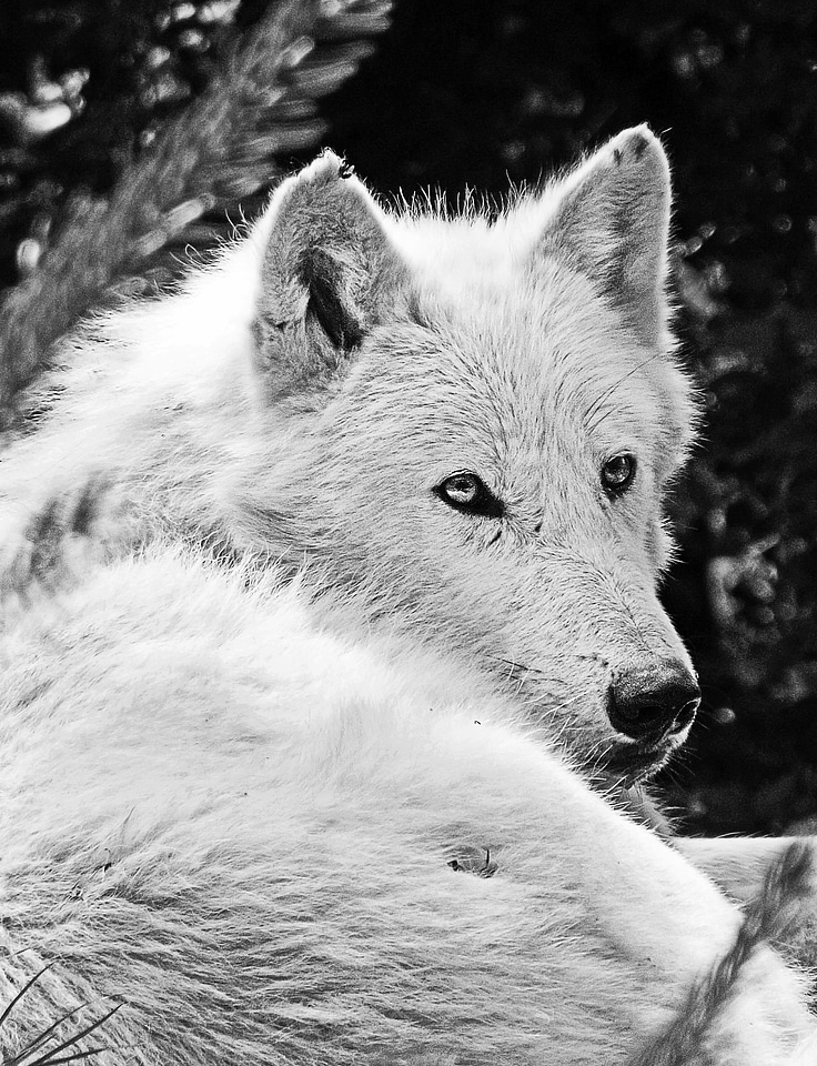 White wolf beast hair