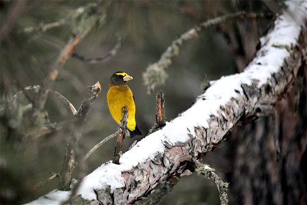 Evening grosbeak photo