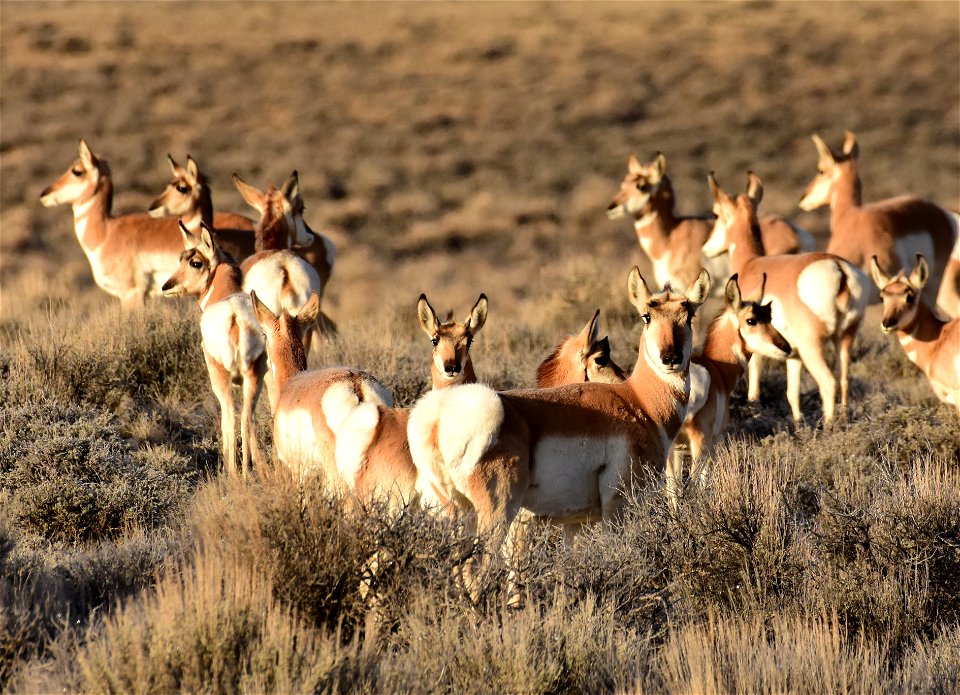 Pronghorn at Seedskadee National Wildlife Refuge