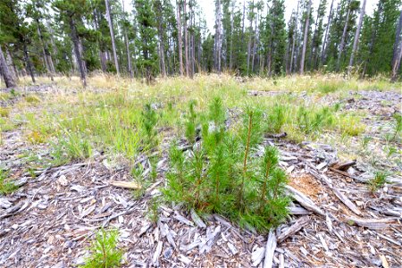 West Yellowstone fuels treatment project: year 3 regrowth (2) photo