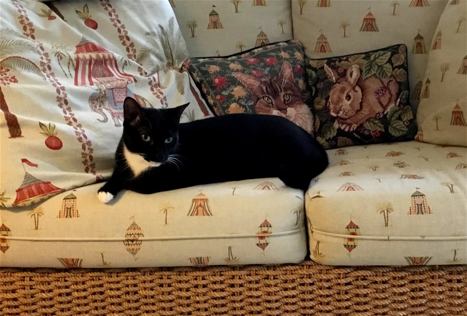 Our new Kitty, adopted 6/27/22