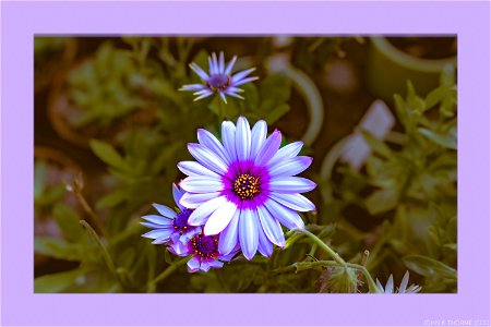 Greenhouse Flowers