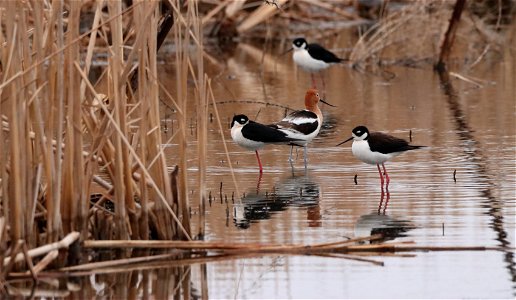 Black-Necked Stilts and American Avocets Huron Wetland Management District South Dakota