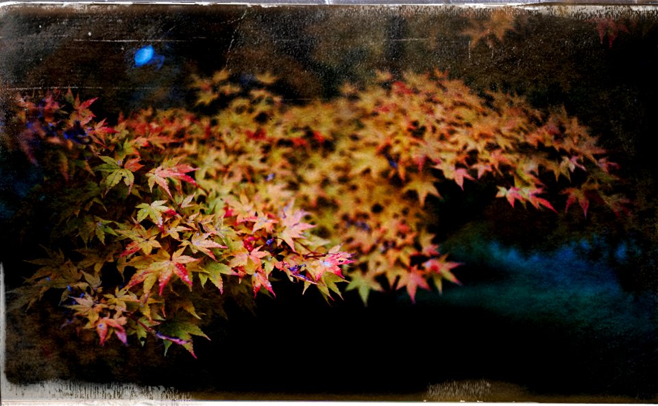 Wet, cold, late in the afternoon and at the end of the public garden season, a little dark but no wind. Yellow and red and green leaves, heavily textured. photo