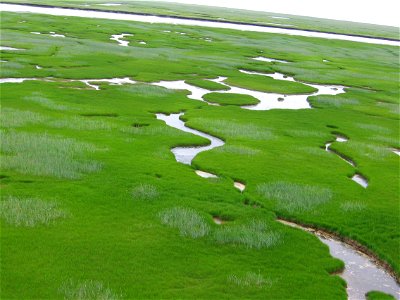Coastal sedge meadow photo