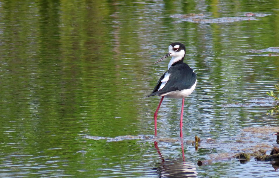Black-necked Stilt