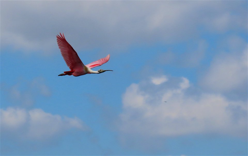 Roseate Spoonbill