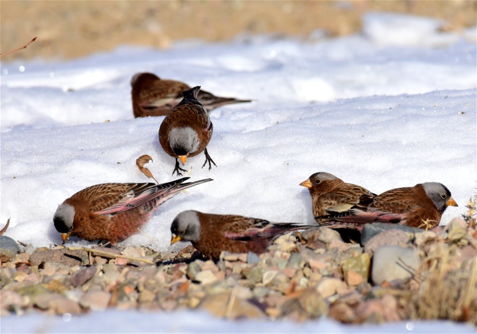 Gray-crowned rosy-finch at Seedskadee National Wildlife Refuge