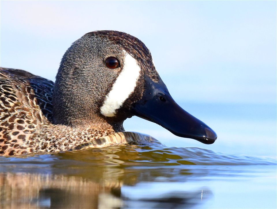 Blue-winged teal at Seedskadee National Wildlife Refuge
