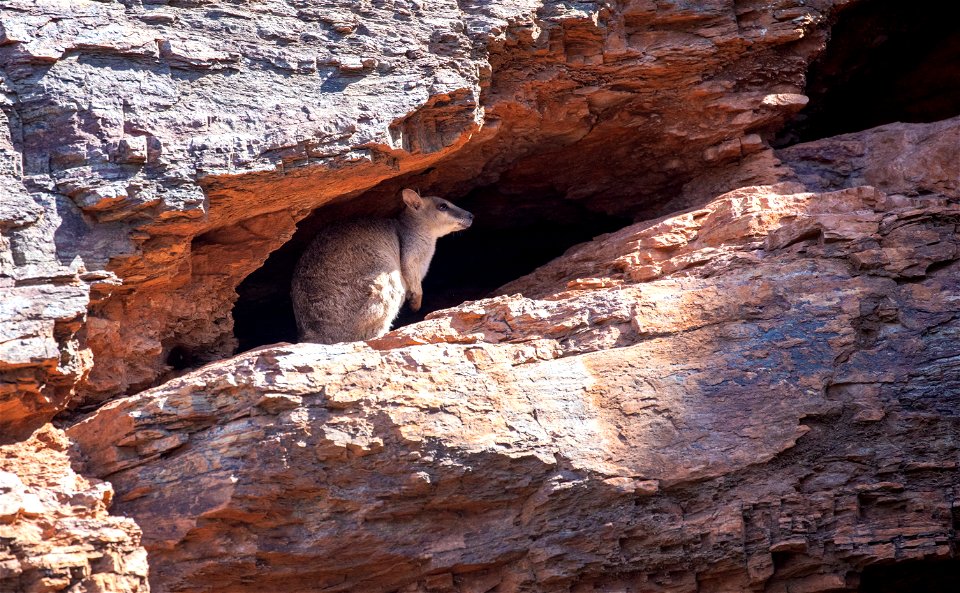 Rock wallaby