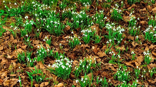 SNOWDROP (Galanthus nivalis)