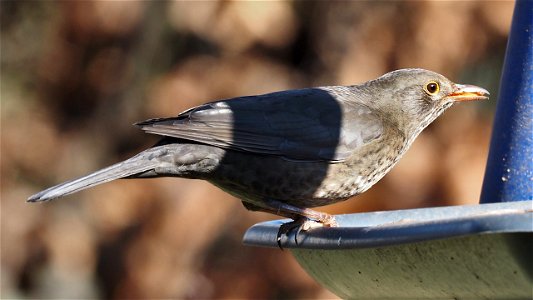 Das Amsel-Weibchen hat sich einen Mehlwurm geschnappt